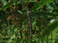 Grote keizerlibel [Anax imperator]